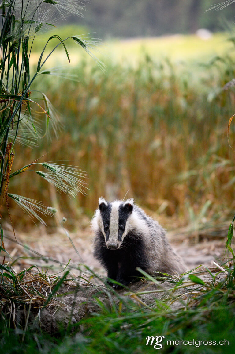 badger pictures. . Marcel Gross Photography