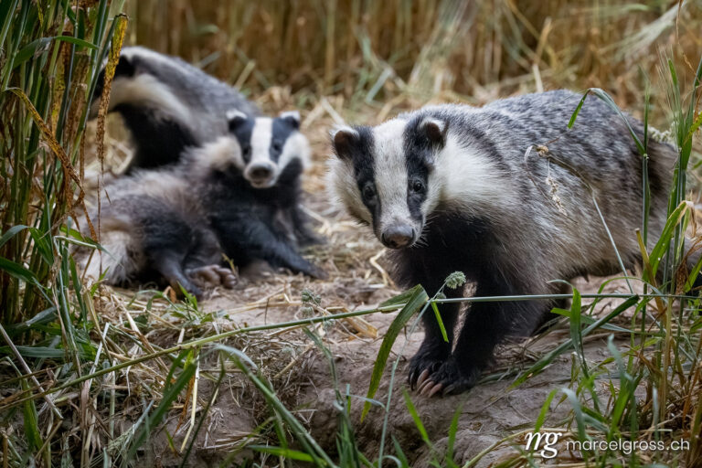 badger pictures. . Marcel Gross Photography
