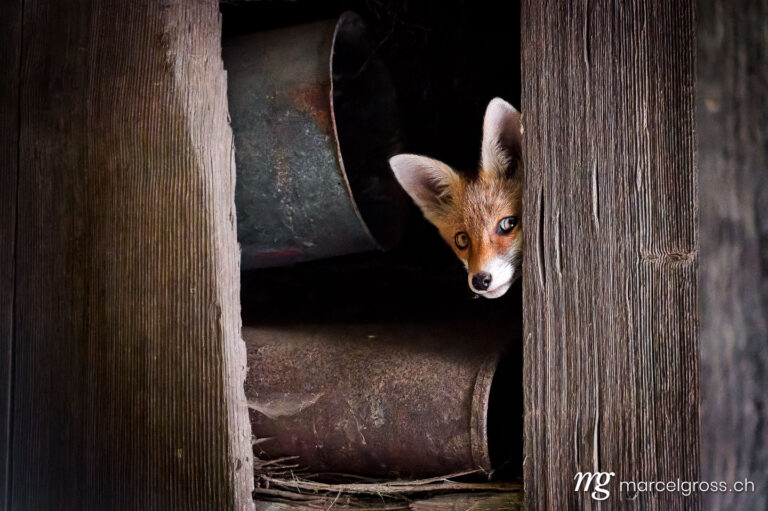 Fuchs Bilder. young fox peeking out of an old barn in Emmental. Marcel Gross Photography