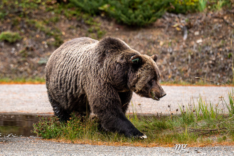 Grizzly bear pictures. big grizzly bear (Ursus arctos horribilis) in Peter Lougheed Provinical Park. Marcel Gross Photography