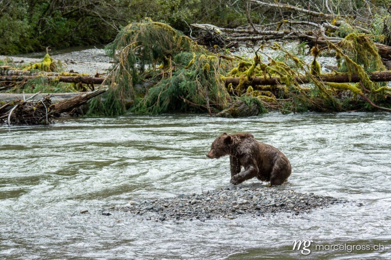 Grizzly bear pictures. . Marcel Gross Photography
