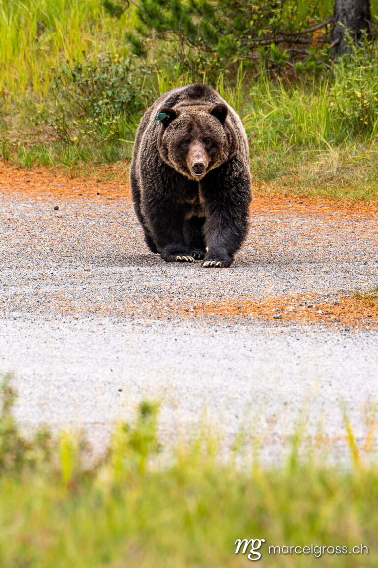 Grizzly bear pictures. Big grizzly bear (Ursus arctos horribilis) in Peter Lougheed Provinical Park. Marcel Gross Photography