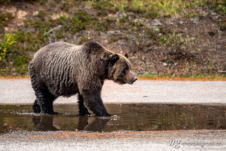 Grizzlybär Bilder. big grizzly bear (Ursus arctos horribilis) in Peter Lougheed Provinical Park. Marcel Gross Photography