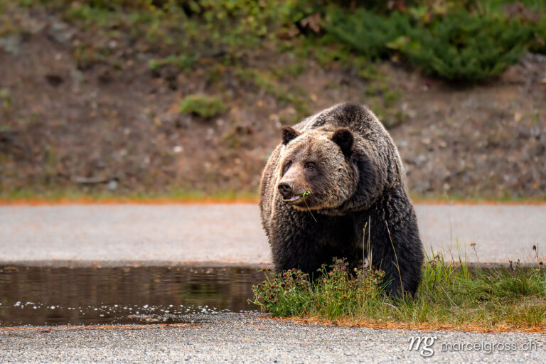 Grizzly bear pictures. Big grizzly bear (Ursus arctos horribilis) in Peter Lougheed Provinical Park. Marcel Gross Photography
