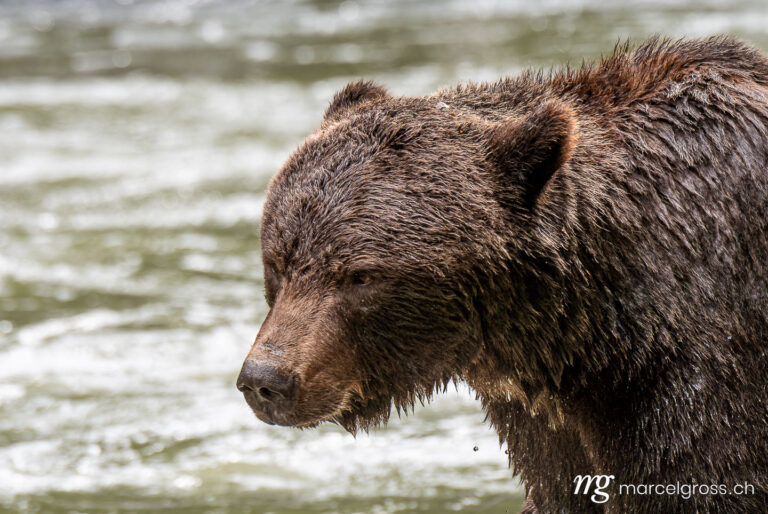 Grizzly bear pictures. . Marcel Gross Photography