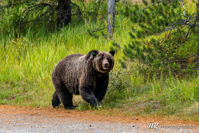 Grizzlybär Bilder. big grizzly bear (Ursus arctos horribilis) in Peter Lougheed Provinical Park. Marcel Gross Photography