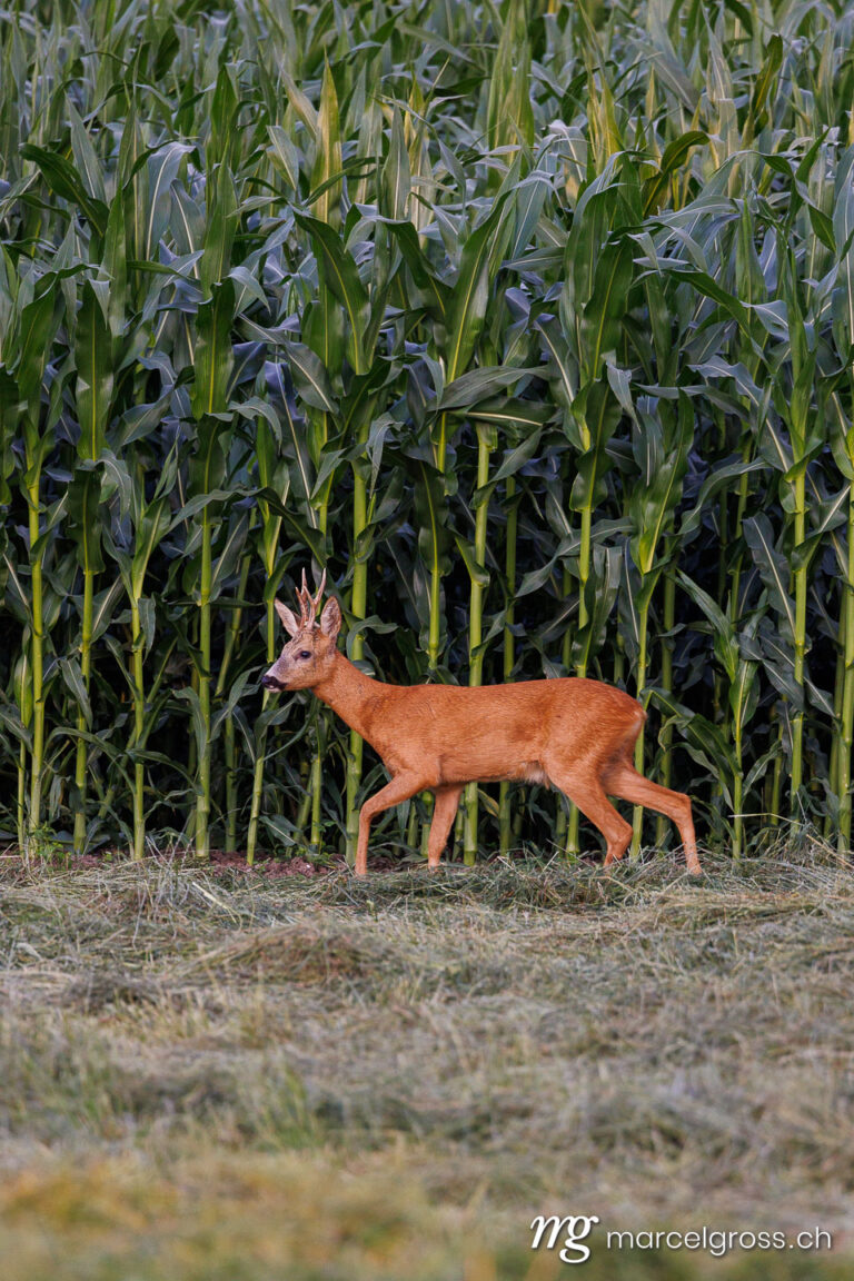 deer pictures. . Marcel Gross Photography