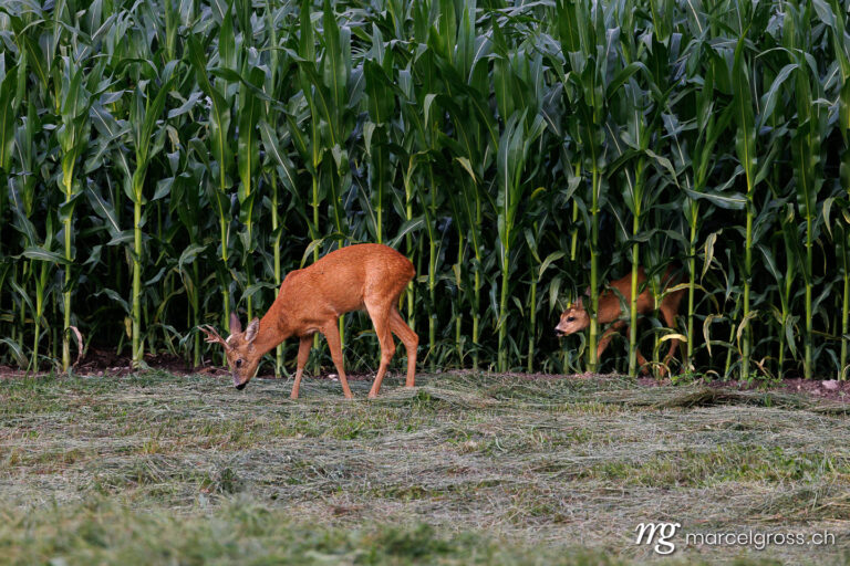 deer pictures. . Marcel Gross Photography