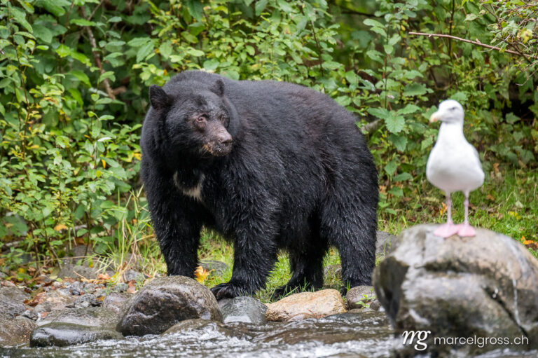 Black bear pictures. . Marcel Gross Photography