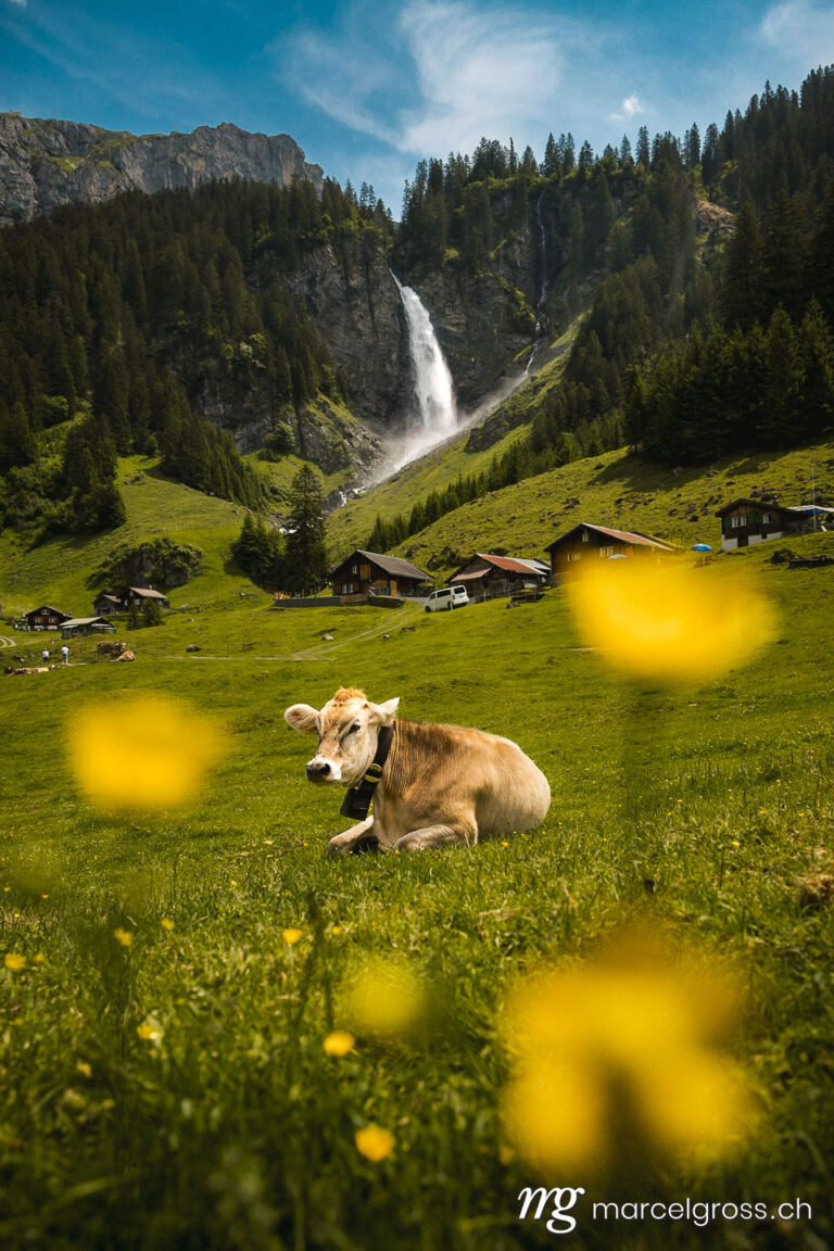Switzerland Picture. picture perfect switzerland. a cow in an alpine meadow in front of a waterfall in the alps. Marcel Gross Photography