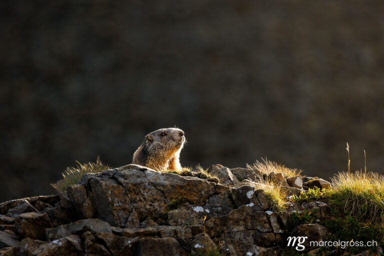 Ostschweiz Bilder. alpine marmot in evening light in Alpstein. Marcel Gross Photography