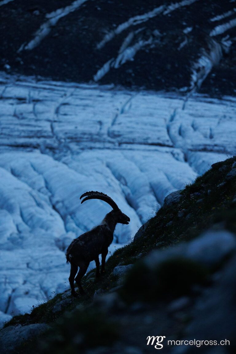 Capricorn pictures. Silhouette of an alpine ibex standing in front of a Swiss glacier during blue hour. Marcel Gross Photography