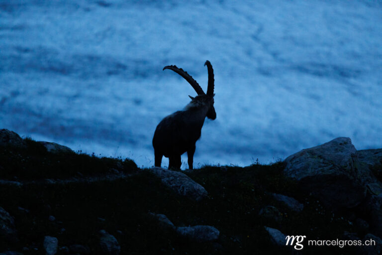 Capricorn pictures. Silhouette of an alpine ibex standing in front of a Swiss glacier during blue hour. Marcel Gross Photography