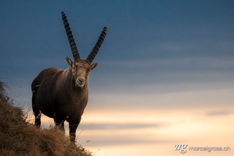 Steinbock Bilder. silhouette of an impressive male ibex in the Bernese Alps at sunrise. Marcel Gross Photography