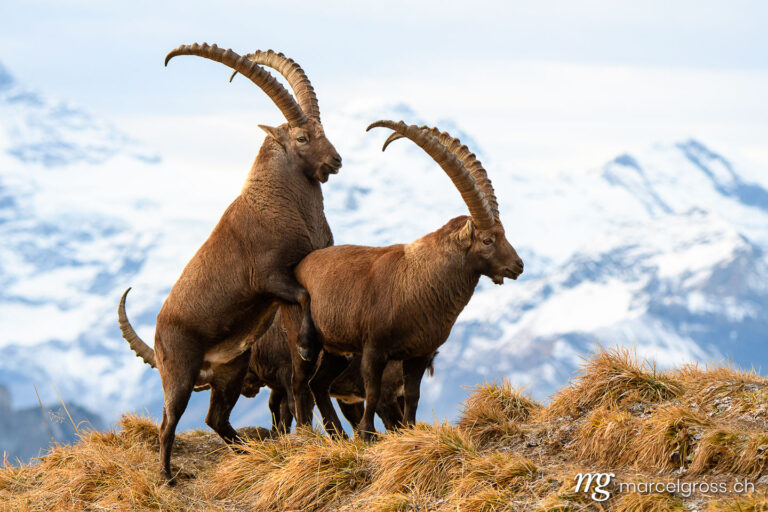 Capricorn pictures. two impressive male ibex fake mating in the bernese alps. Marcel Gross Photography