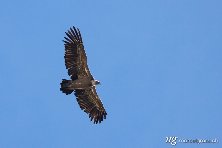 swiss bird pictures. Griffon vulture (Gyps fulvus) flying by near Lukmanier Pass. Marcel Gross Photography