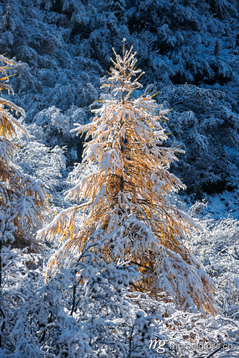Autumn picture Switzerland. larches in first snow in Engadin, Switzerland. Marcel Gross Photography