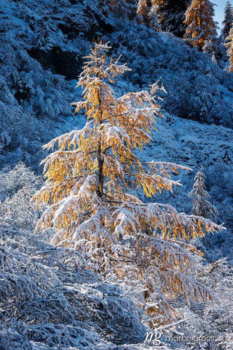 Engadin Bilder. larches in first snow in Engadin, Switzerland. Marcel Gross Photography
