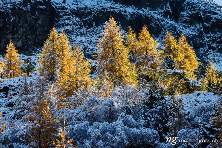 Autumn picture Switzerland. larches in first snow in Engadin, Switzerland. Marcel Gross Photography