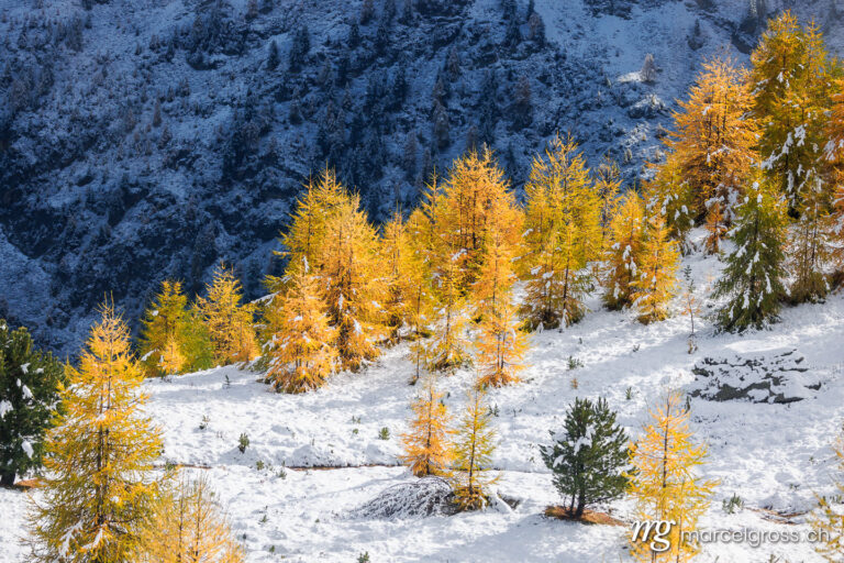 Engadine pictures. larches in first snow in Engadin, Switzerland. Marcel Gross Photography
