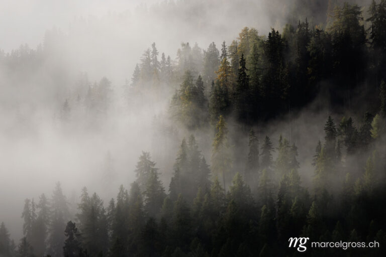 Engadin Bilder. autumn fog in the Engadin forest. Marcel Gross Photography
