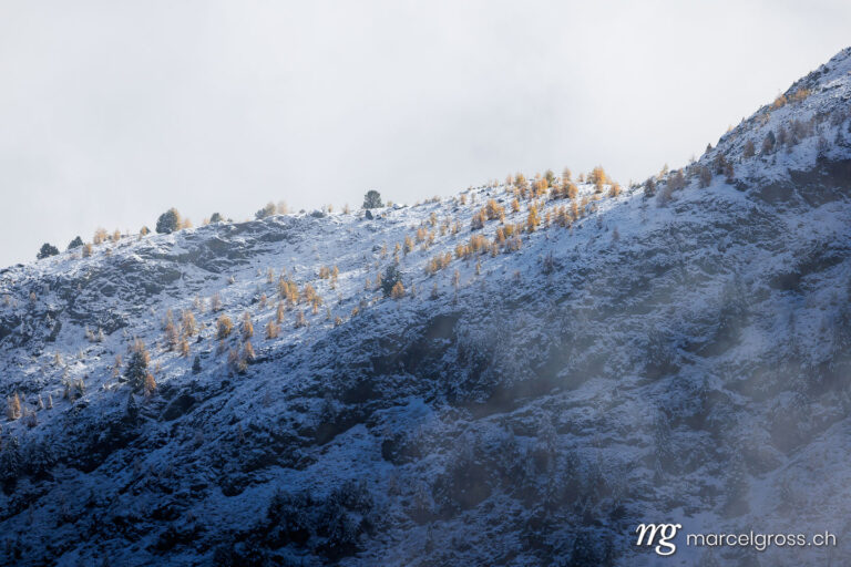 Engadin Bilder. larches in first snow in Engadin, Switzerland. Marcel Gross Photography