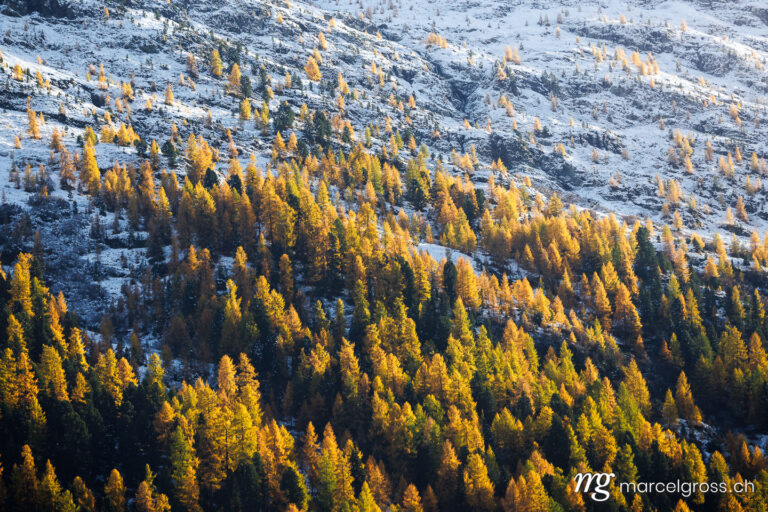Autumn picture Switzerland. Larches in Engadine in autumn. Marcel Gross Photography