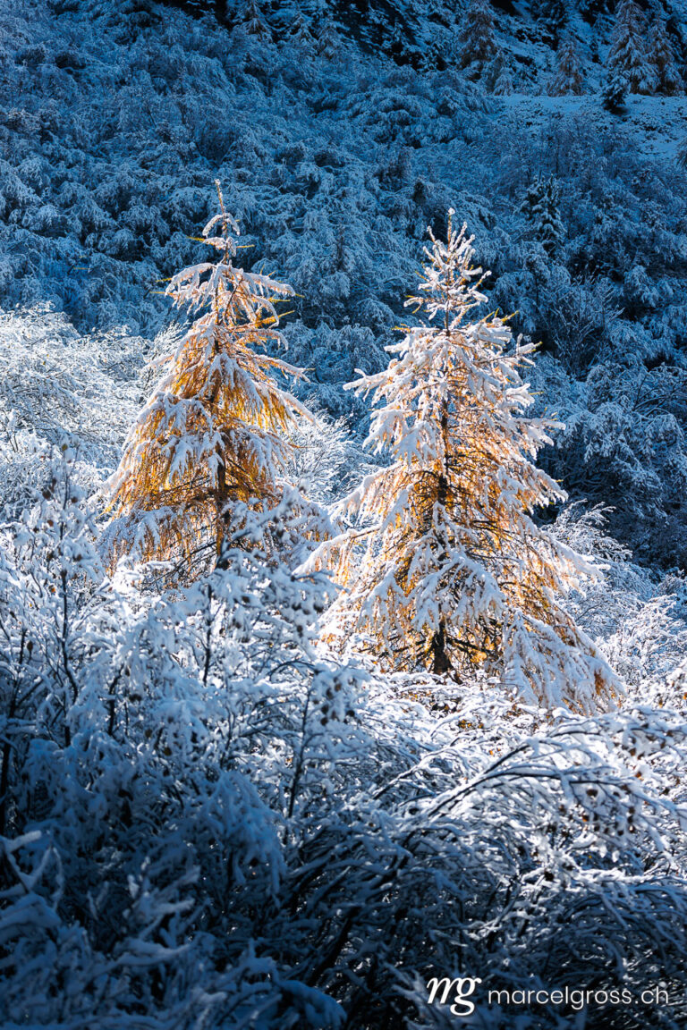 Engadine photos. larches in first snow in Engadin, Switzerland. Marcel Gross Photography