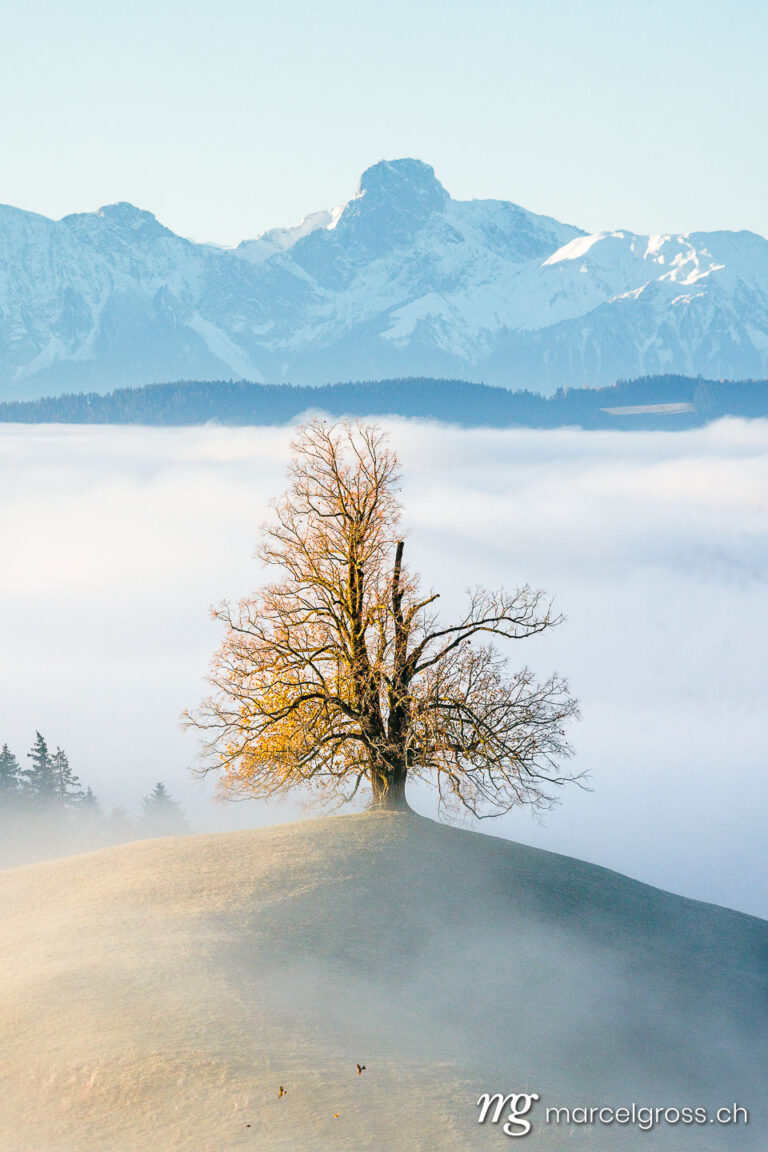 Emmental pictures. Tree in front of Stockhorn. Marcel Gross Photography