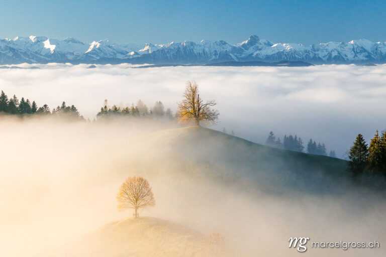 Herbstbild Schweiz. Emmentaler Hügel mi Bäumen und Berner Alpen. Marcel Gross Photography