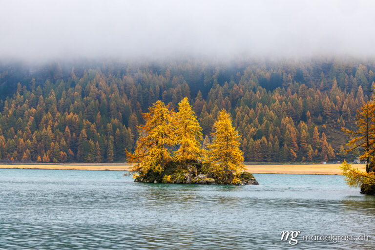 . autumn mood a Lake Sils. Marcel Gross Photography