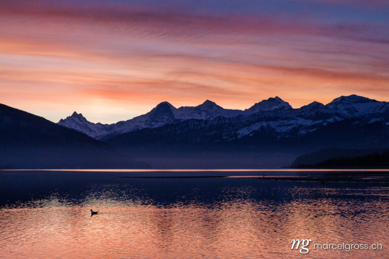 Lake Thun pictures. Sunrise on Lake Thun with Eiger Mönch and Jungfrau. Marcel Gross Photography