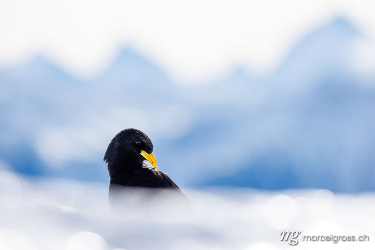 Vögel der Schweiz. . Marcel Gross Photography