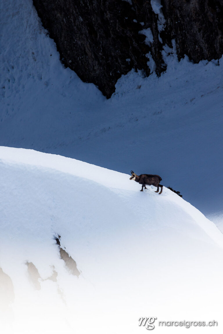 Wildtiere Schweiz. chamoix in snow. Marcel Gross Photography