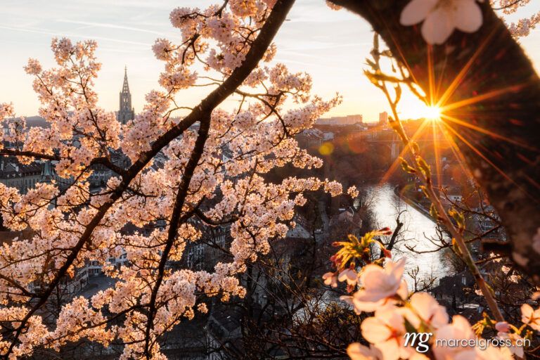 Bern Frühling. Sonnenuntergang während Kirschblüte in Bern. Marcel Gross Photography