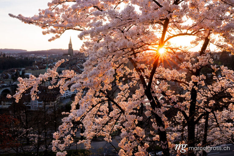 Bern Spring. Sunset during cherry blossom in Bern. Marcel Gross Photography