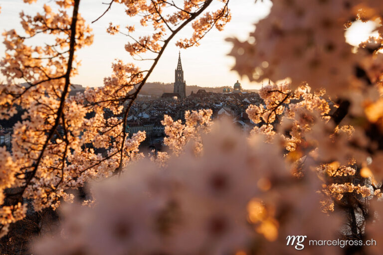 Bern Frühling. Sonnenuntergang während Kirschblüte in Bern. Marcel Gross Photography